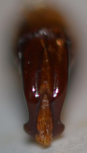 Eudicella sp.